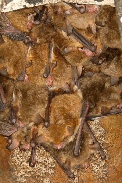 Fransenfledermaus, Fransenfledermäuse (Myotis nattereri), in einem Fledermauskasten Fledermäuse, Säugetiere, Tiere, Neunkirchen im Siegerland, Nordrhein-Westfalen, Deutschland, Europa