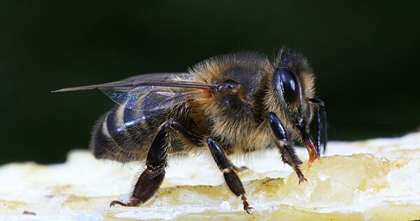 Europäische Honigbiene (apis mellifera), schwarze Biene leckt Honig, Bienenstock in der Normandie
