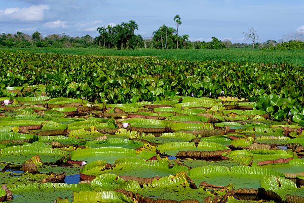 Schwimmende Blätter der Riesenseerose (Victoria amazonica), Bundesstaat Amazonas, Brasilien, Südamerika