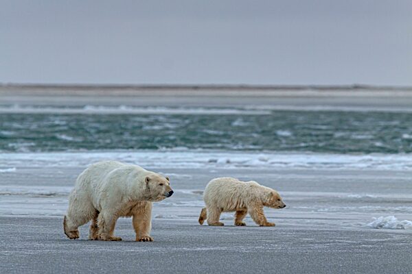 Eisbär (Ursus maritimus), Eisbärenmutter und Jungtier gehen über Packeis, Kaktovik, Arctic National Wildlife Refuge, Alaska, USA, Nordamerika