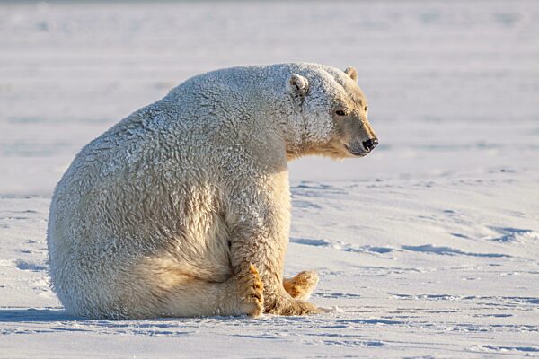 Eisbär (Ursus maritimus), sitzend im Schnee, sonnig, Kaktovik, Arctic National Wildlife Refuge, Alaska, USA, Nordamerika