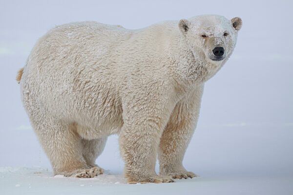 Eisbär (Ursus maritimus), steht im Schnee, Kaktovik, Arctic National Wildlife Refuge, Alaska, USA, Nordamerika