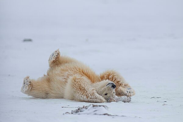 Eisbär (Ursus maritimus), Jungtier, spielt im Schnee, Kaktovik, Arctic National Wildlife Refuge, Alaska, USA, Nordamerika