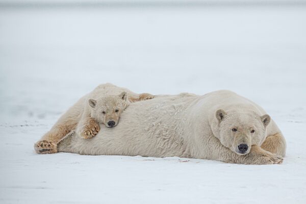Eisbär (Ursus maritimus), Mutter und Jungtier liegen im Schnee, friedlich, Kaktovik, Arctic National Wildlife Refuge, Alaska, USA, Nordamerika