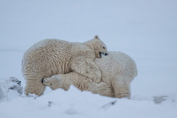 Eisbär (Ursus maritimus), zwei Jungtiere spielen im Schnee, lustig, Kaktovik, Arctic National Wildlife Refuge, Alaska, USA, Nordamerika