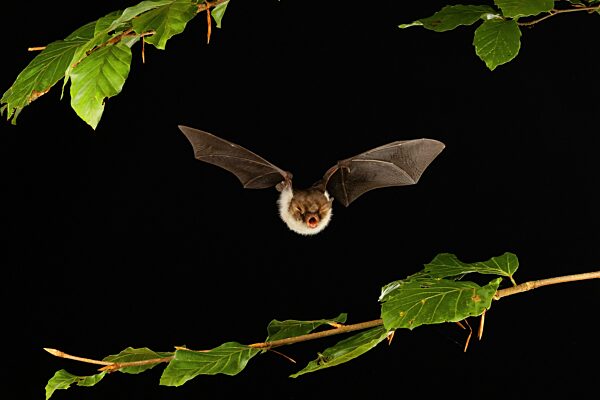 Fransenfledermaus (Myotis nattereri) im Flug, Niedersachsen, Deutschland, Europa