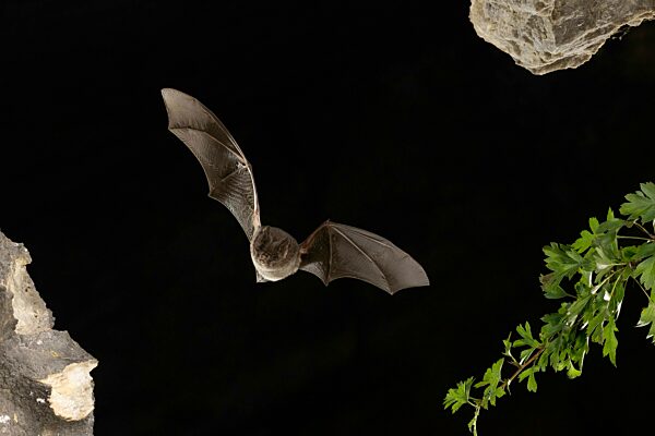 Mopsfledermaus (Barbastella barbastellus) im Flug, Thüringen, Deutschland, Europa