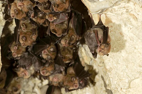 Kleine Hufeisennase (Rhinolophus hipposideros), Weibchen mit Jungtieren in Wochenstube, in Deutschland vom Aussterben bedrohte Fledermaus, Thüringen, Deutschland, Europa