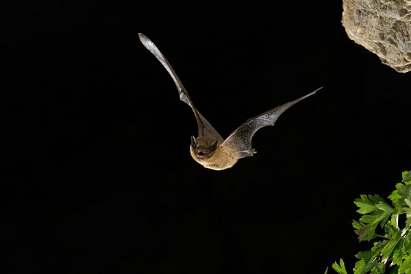 Zwergfledermaus (Pipistrellus pipistrellus) im Flug, Thüringen, Deutschland, Europa
