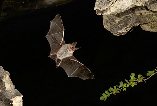 Bechsteinfledermaus (Myotis bechsteinii) im Flug, Thüringen, Deutschland, Europa