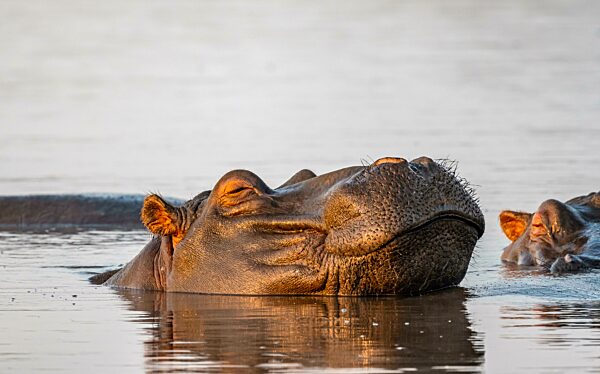 Schlafendes Nilpferd (Hippopatamus amphibius) im Wasser bei Sonnenuntergang mit Spiegelung, adult, Tierporträt, lustig, Sabie River, Kruger Nationalpark, Südafrika
