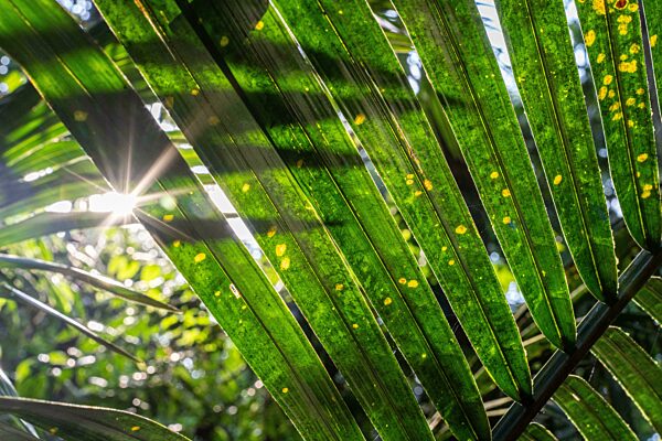 Die Sonne blitzt durch den Regenwald, Amazonas Museum MUSA, Cidade de Deus, Manaus, Brasilien, Südamerika
