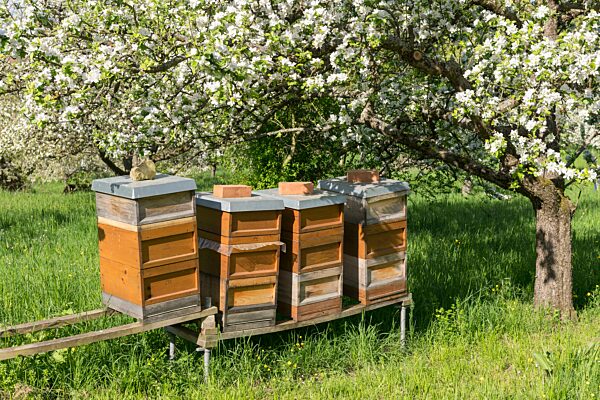 Bienenstöcke in Streuobstwiese mit blühenden Obstbäumen, Remstal, Baden-Württemberg, Deutschland, Europa