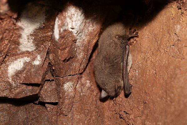 Wasserfledermaus (Myotis daubentonii), hängt zur Überwinterung in einer Höhle, Nordrhein-Westfalen, Deutschland, Europa