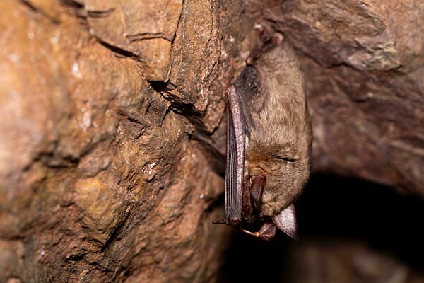 Großes Mausohr (Myotis myotis), hängt zur Überwinterung in einer Höhle, Nordrhein-Westfalen, Deutschland, Europa