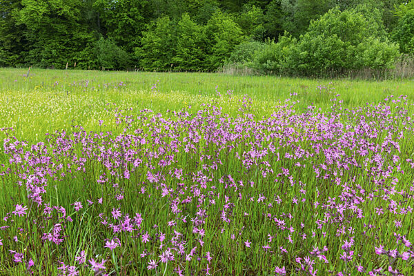 Kuckucks-Lichtnelke (Silene flos-cuculi), Nelkengewächse (Caryophyllaceae)...
