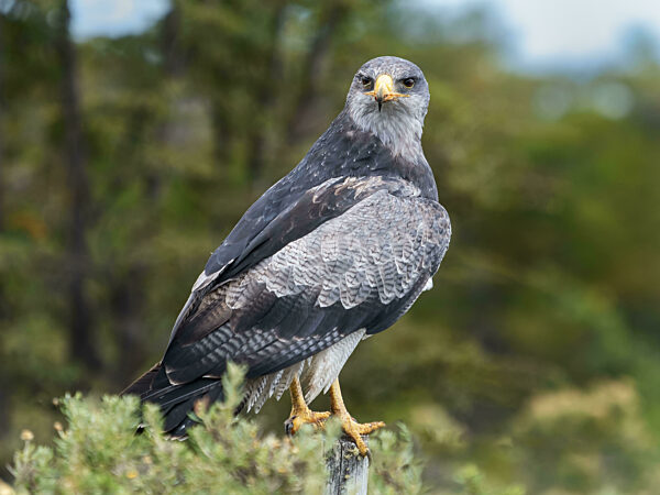 Andenbussard (Geranoaetus melanoleucus) auch Aguja, Blaubussard...