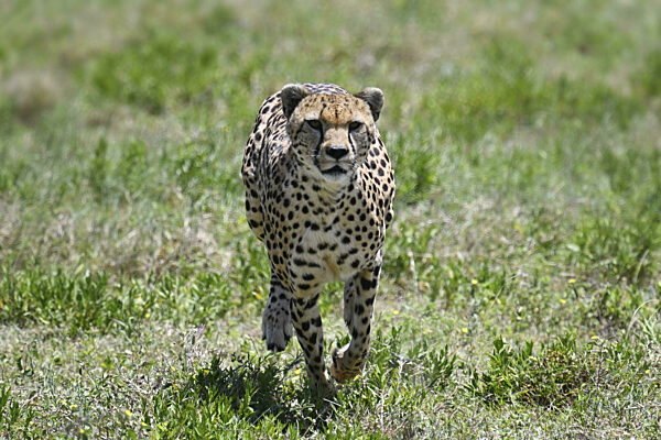 Gepard (acinonyx jubatus), erwachsenes Männchen, Serengeti Nationalpark...