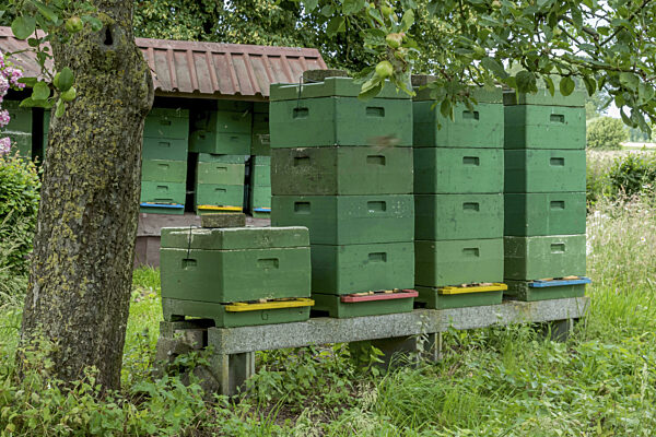 Bienenstöcke