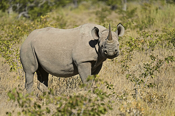 Spitzmaulnashorn (Diceros bicornis) grast in der Dornensavanne...
