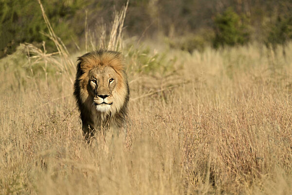 Löwe (Panthera leo) männlich, schreitet durch das hohe Gras in der Savanne...