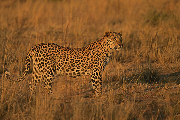 Leopard (Panthera pardus), im sanften Abendlicht in der Savanne...
