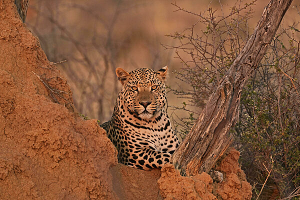 Leopard (Panthera pardus), schaut im sanften Abendlicht in der Savanne...