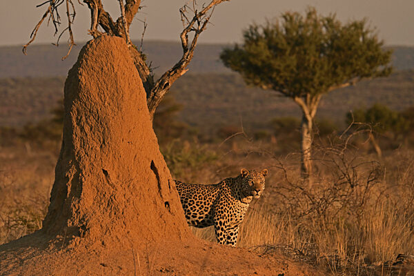 Leopard (Panthera pardus), steht im sanften Abendlicht in der Savanne neben...