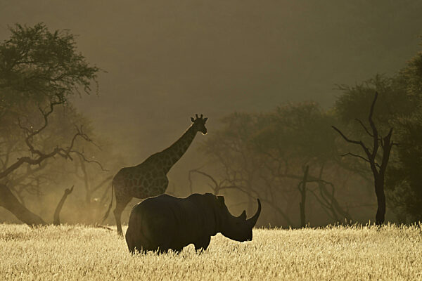Eine Giraffe (Giraffa camelopardalis giraffa) und ein Breitmaulnashorn...