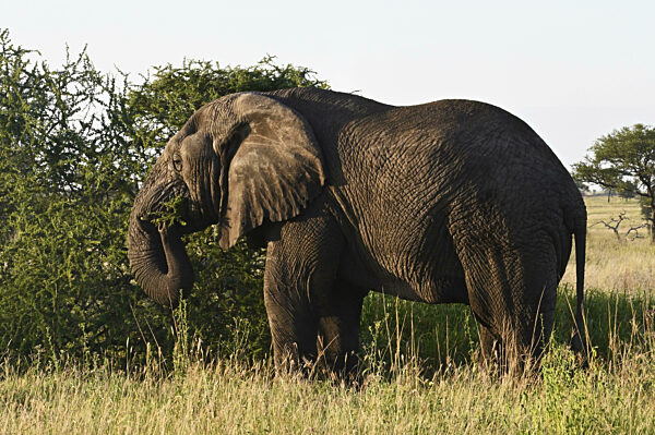 Afrikanischer Elefant (Loxodonta africana) beim Fressen von Akazienzweigen...