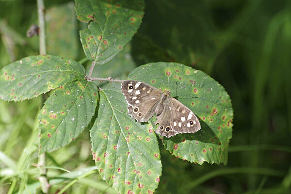 Waldbrettspiel (Pararge aegeria), weibchen, Schmetterling, Brombeerblatt...