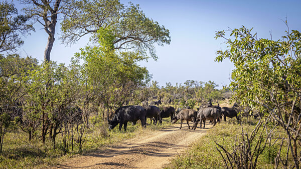 Kaffernbüffel Herde (Syncerus caffer), überquert Straße, Balule Plains...