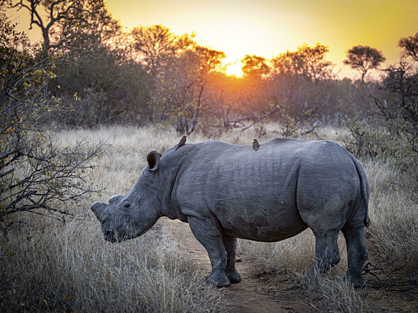 Stehendes Breitmaulnashorn (Ceratotherium simum) mit abgesägtem Horn und...