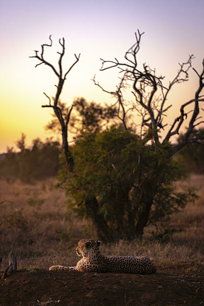Gepard (Acinonyx jubatus) liegt auf Erdhügel, hinten Sonnenuntergang...