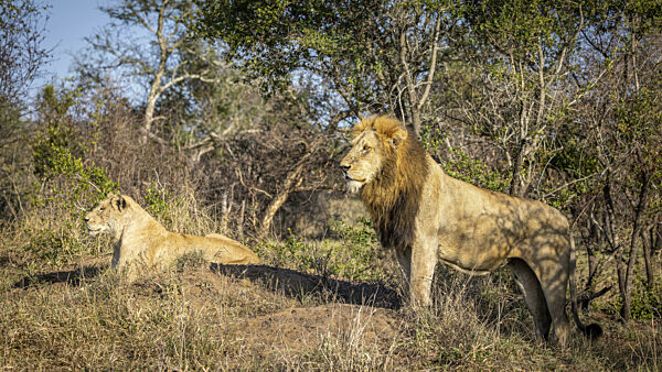 Männlicher und weiblicher Löwe (Panthera Leo) auf Hügel, Balule Plains...