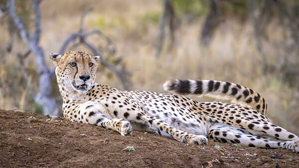 Gepard (Acinonyx jubatus) liegt auf Erdhügel, Balule Plains, Südafrika