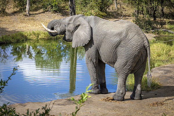 Afrikanischer Elefant (Loxodonta africana) trinkt am Wasserloch...