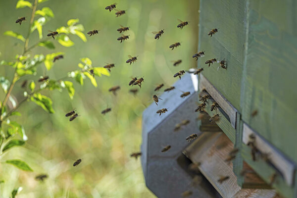 Westliche Honigbiene (Apis mellifera) Obstblüte, Bienenwabe...