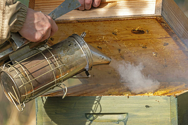 Westliche Honigbiene (Apis mellifera) Obstblüte, Imker, Imkeranzug, Rähmchen...