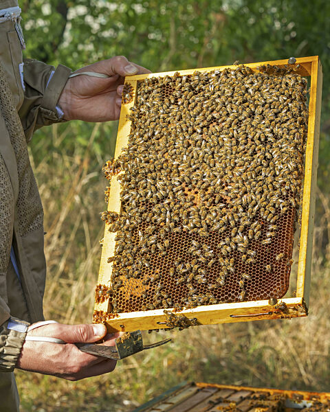 Westliche Honigbiene (Apis mellifera) Obstblüte, Imker, Imkeranzug, Rähmchen...