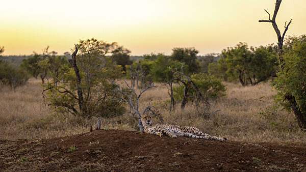Gepard (Acinonyx jubatus) liegt auf Erdhügel, Balule Plains, Südafrika