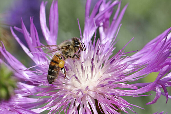 Europäische Honigbiene (Apis mellifera), sammelt Nektar von einer Blüte des...