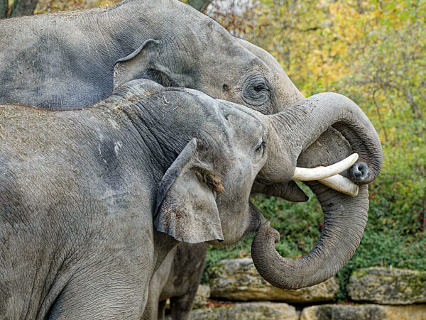 Asiatischer Elefant (Elephas maximus), männlich, Elefantenbulle...