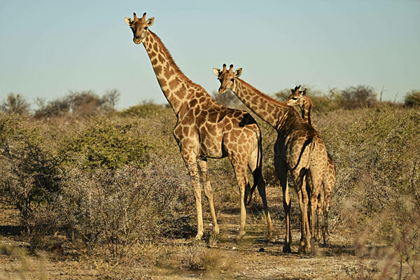 Kapgiraffen (Giraffa camelopardalis giraffa) in der Dornensavanne blicken in...