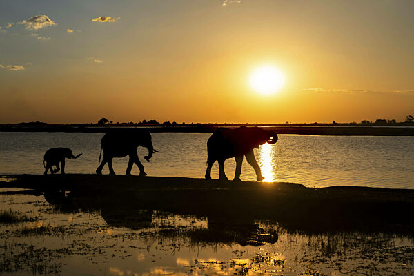 3 Elefanten, Loxodonta africana, gehen bei Sonnenuntergang am Chobe Fluss...