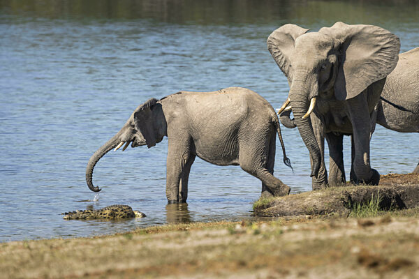 Elefantenkalb, Loxodentra africana, trinkt Wasser neben einem Nilkrokodil...