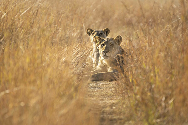 2 Löwinnen (Pantera leo) Porträt, Tiefwinkelaufnahme der wilden Tiere...