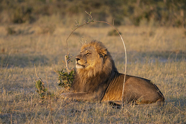 Westafrikanischer Löwe (Panthera leo), horizontales Porträt eines Männchens...