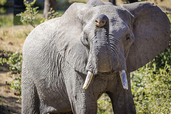 Junger Afrikanischer Elefant (Loxodonta africana), Porträt...