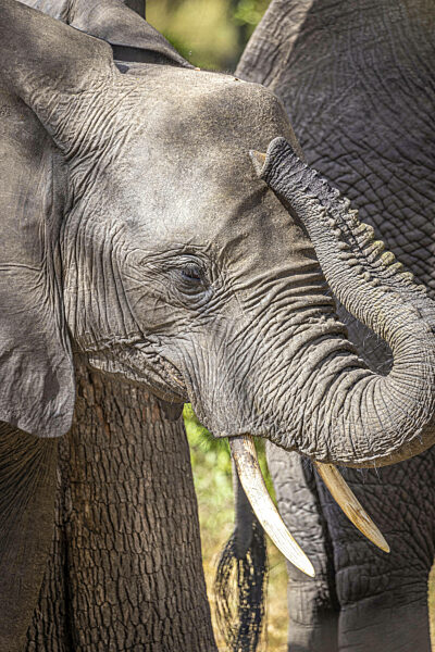 Junger Afrikanischer Elefant (Loxodonta africana), Porträt...